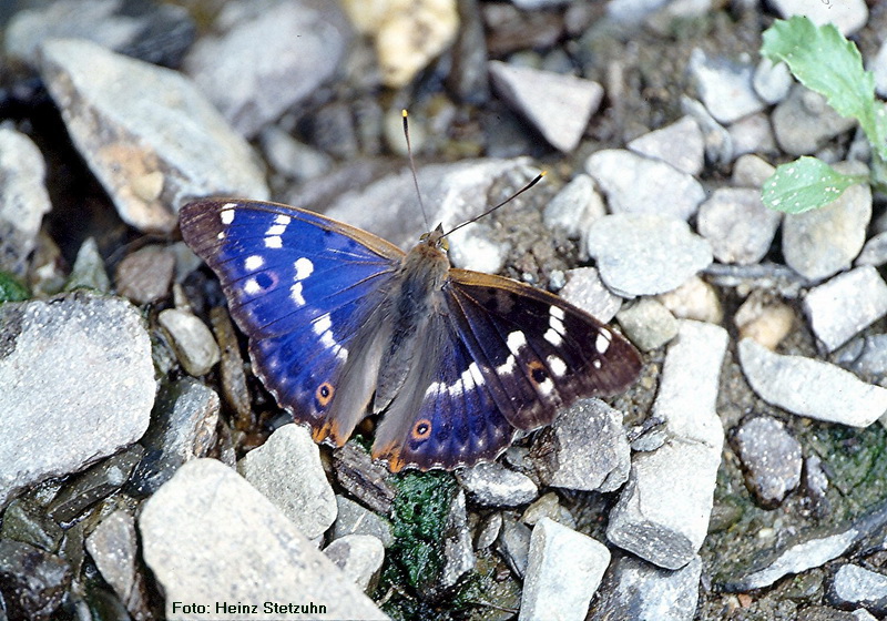 Kleiner Schillerfalter